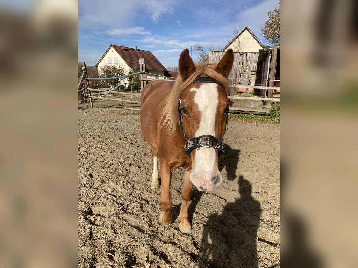 Polska ridning ponny Blandning Sto 12 år 147 cm fux in Jettingen-Scheppach