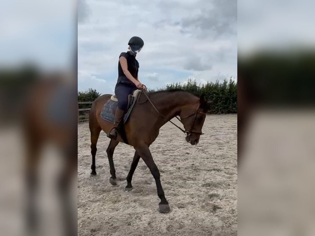 Polski koń sportowy Klacz 18 lat 162 cm Gniada in Sint-Truiden