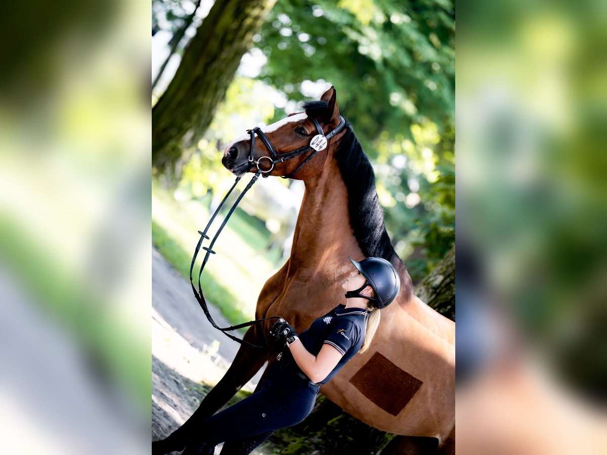 Polski koń sportowy Klacz 4 lat 174 cm Gniada in Zawiercie