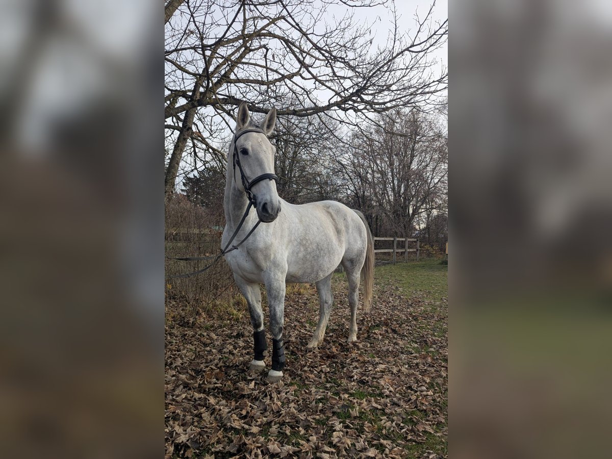 Polski koń sportowy Klacz 7 lat 170 cm Siwa in M&#xFC;nchen