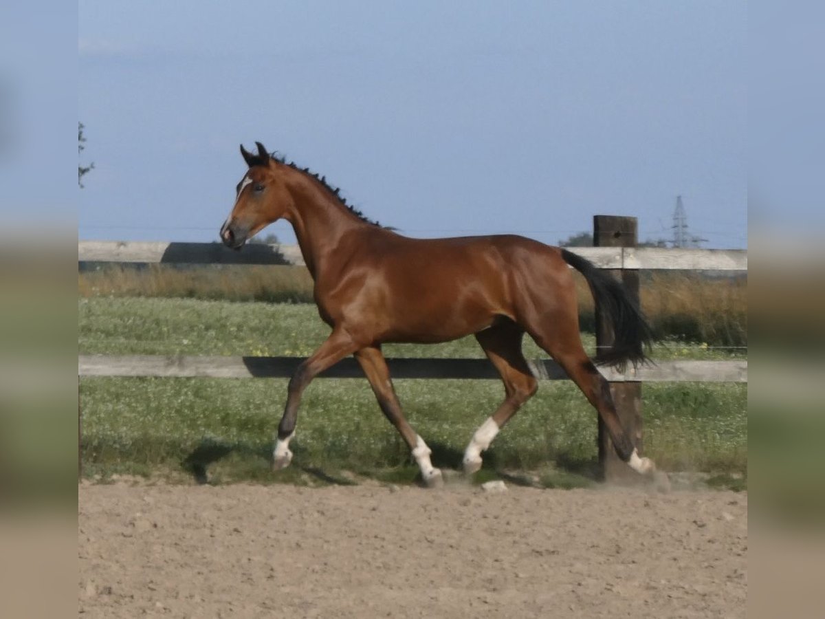 Polski koń sportowy Ogier 1 Rok 155 cm Gniada in koluszki