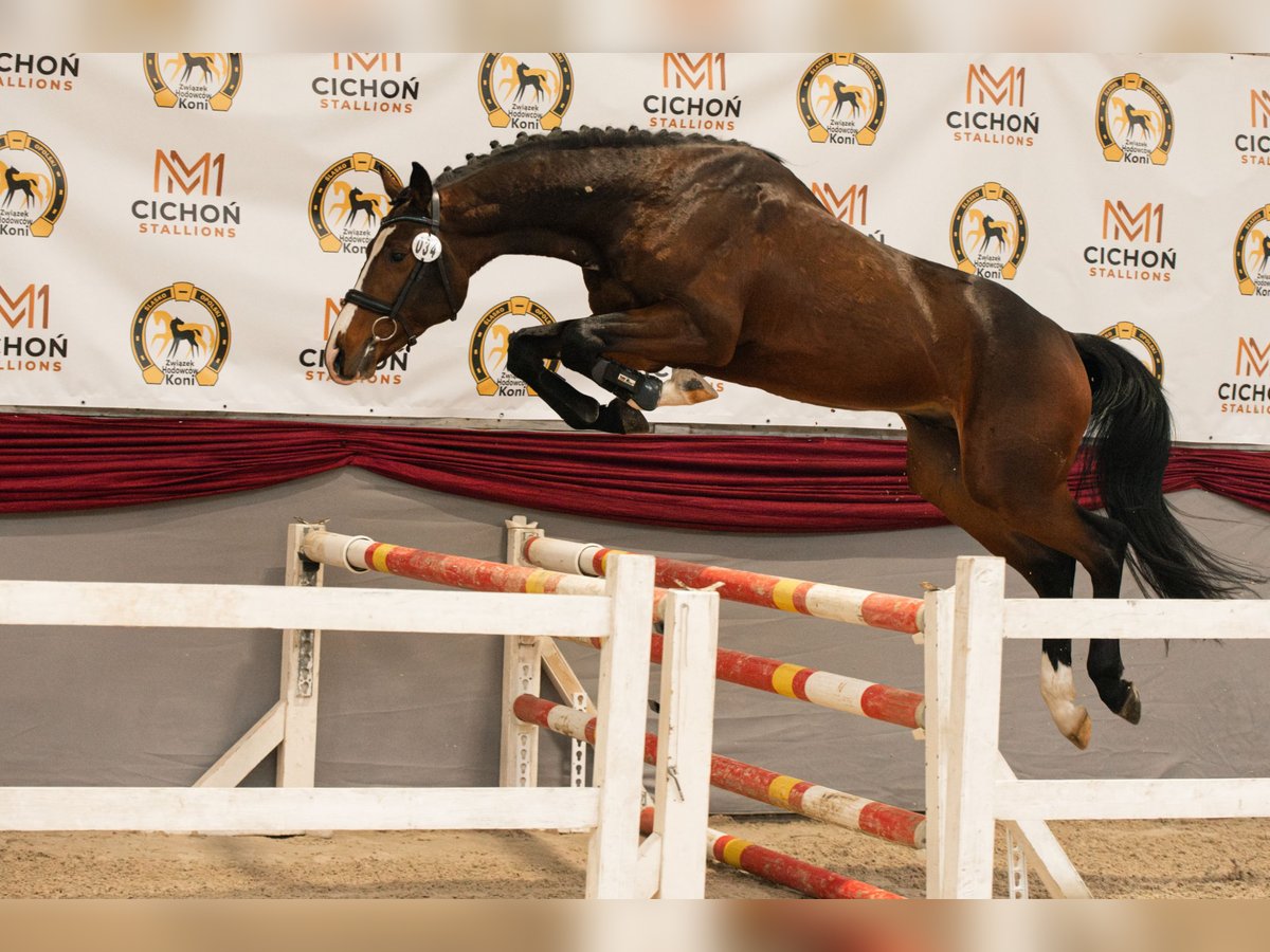 Polski koń sportowy Ogier 4 lat 165 cm Ciemnogniada in Truskolasy