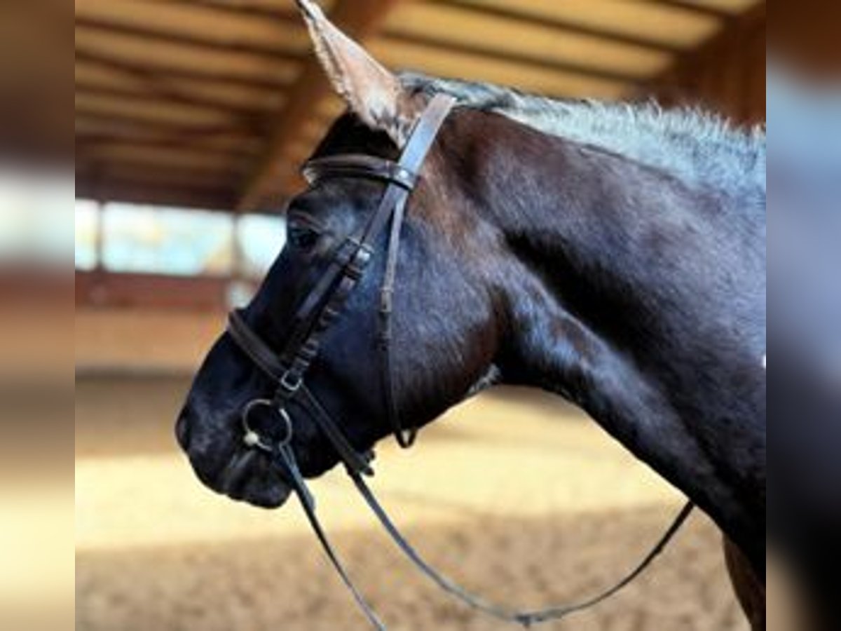 Polski koń sportowy Wałach 6 lat 160 cm Kara in Eggerm&#xFC;hlen OT Bockraden