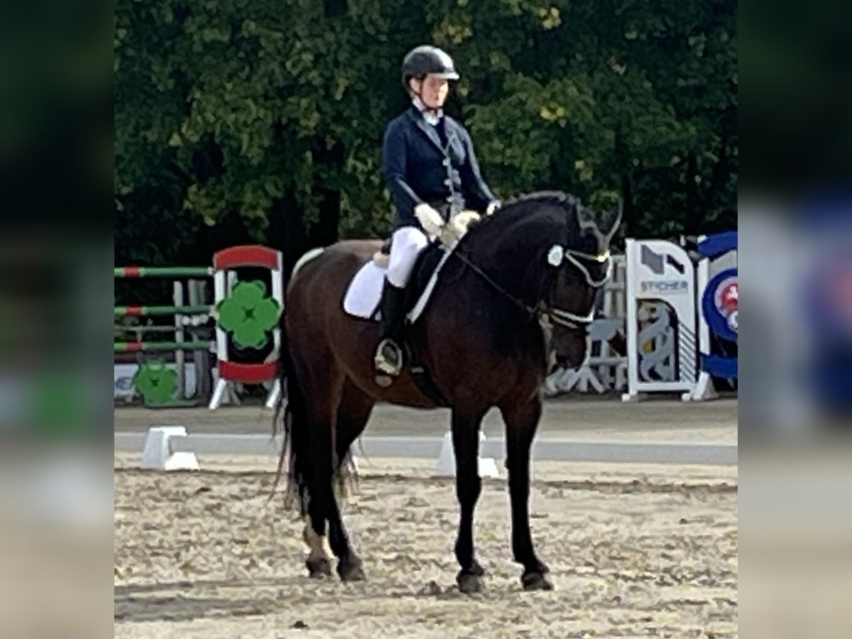 Polski koń sportowy Wałach 9 lat 172 cm Skarogniada in Hameln