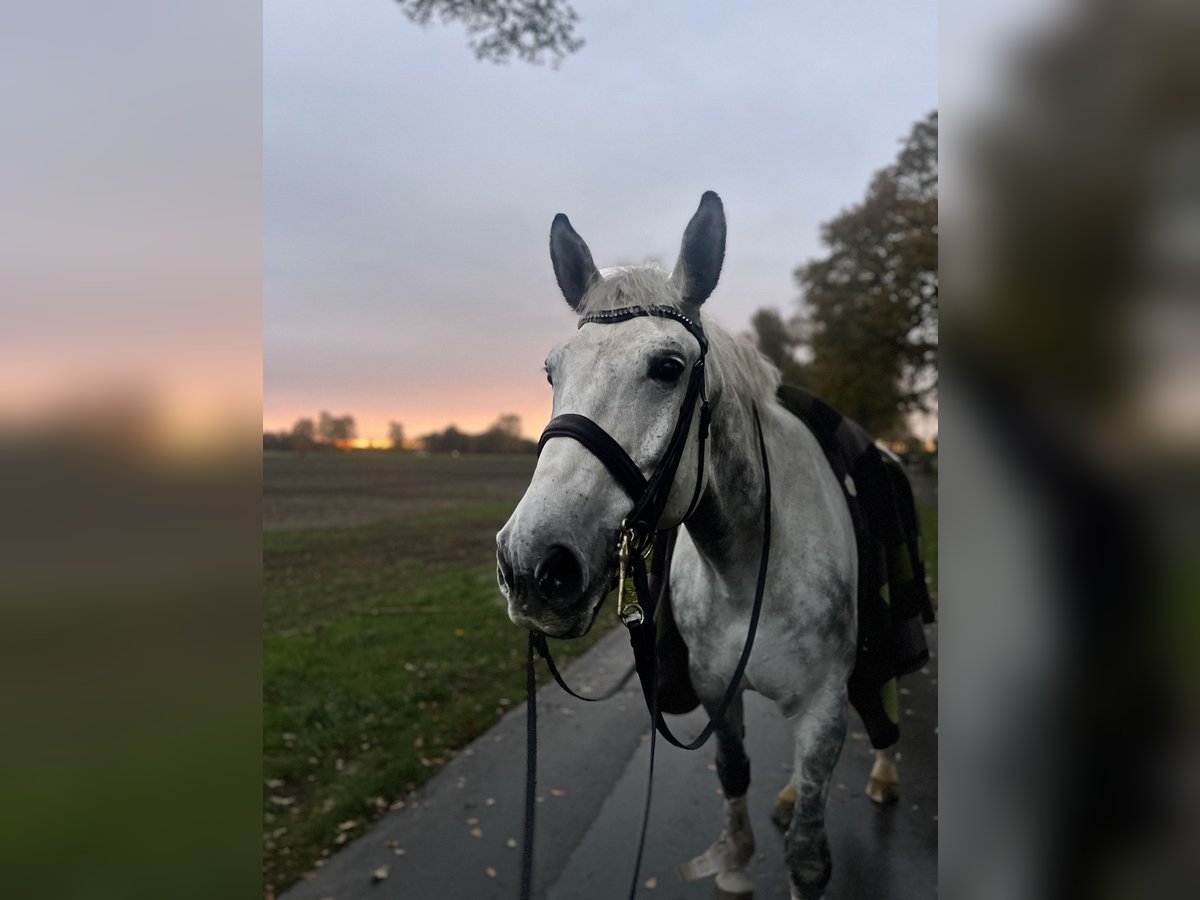 Polski koń sportowy Wałach 9 lat 178 cm Siwa in Harsewinkel