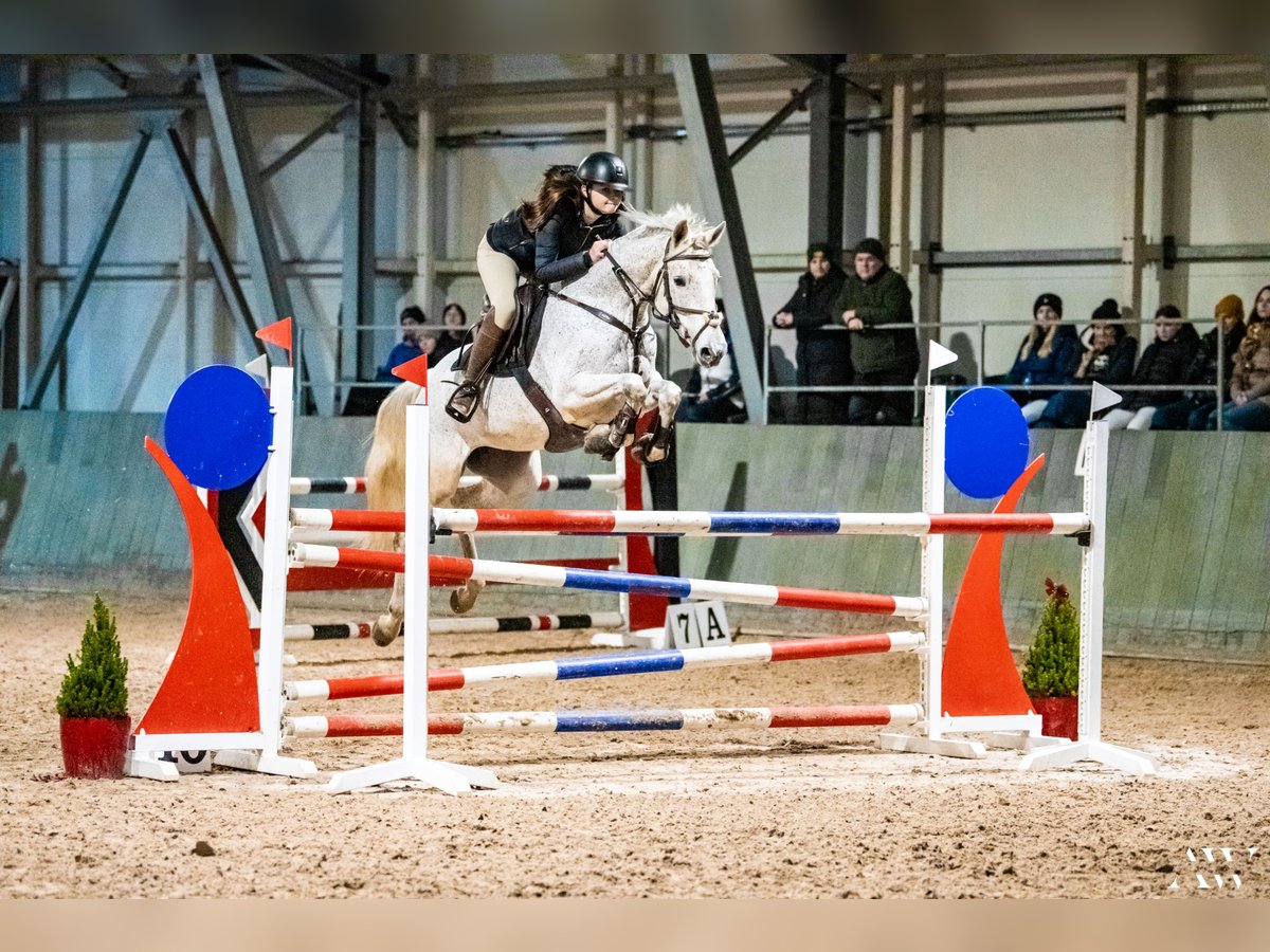 Polski koń szlachetny półkrwi Klacz 14 lat 160 cm Siwa w hreczce in yBudki &#x17B;elazowskie