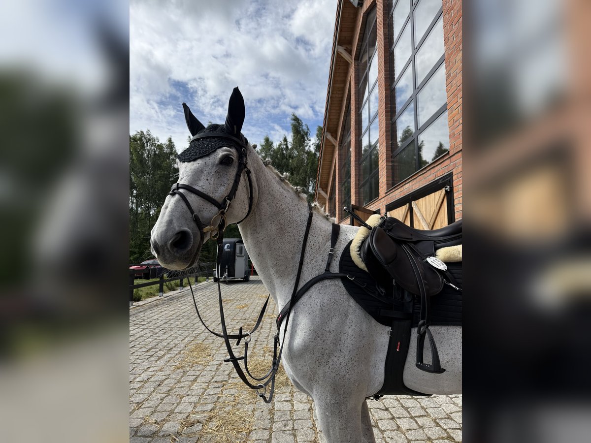 Polski koń szlachetny półkrwi Klacz 15 lat Siwa in Gdynia