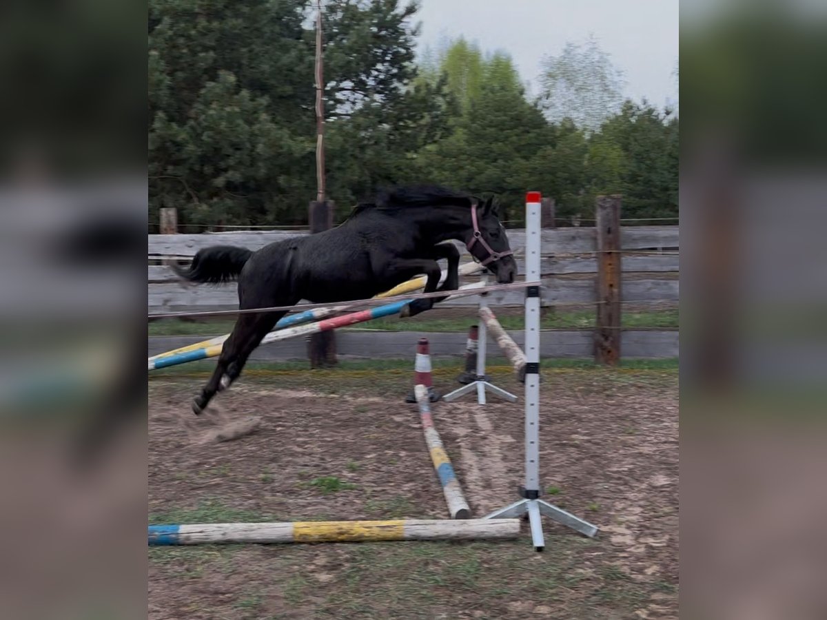 Polski koń szlachetny półkrwi Mix Klacz 1 Rok Siwa in Trzcianka