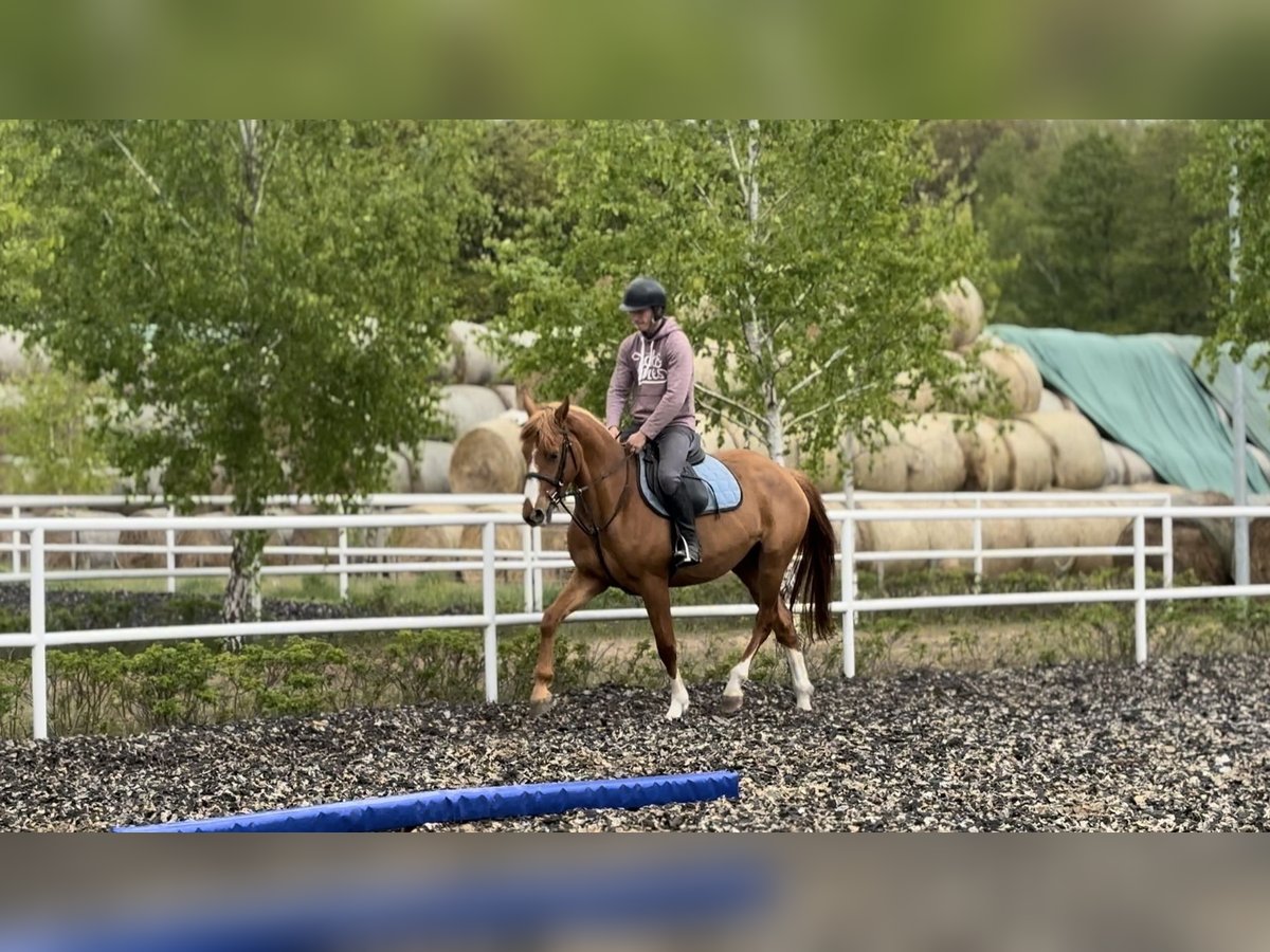 Polski koń szlachetny półkrwi Klacz 3 lat 156 cm Kasztanowata in Strzeszyn Polski koń szlachetny półkrwi Klacz 3 lat 156 cm Kasztanowata in Strzeszyn