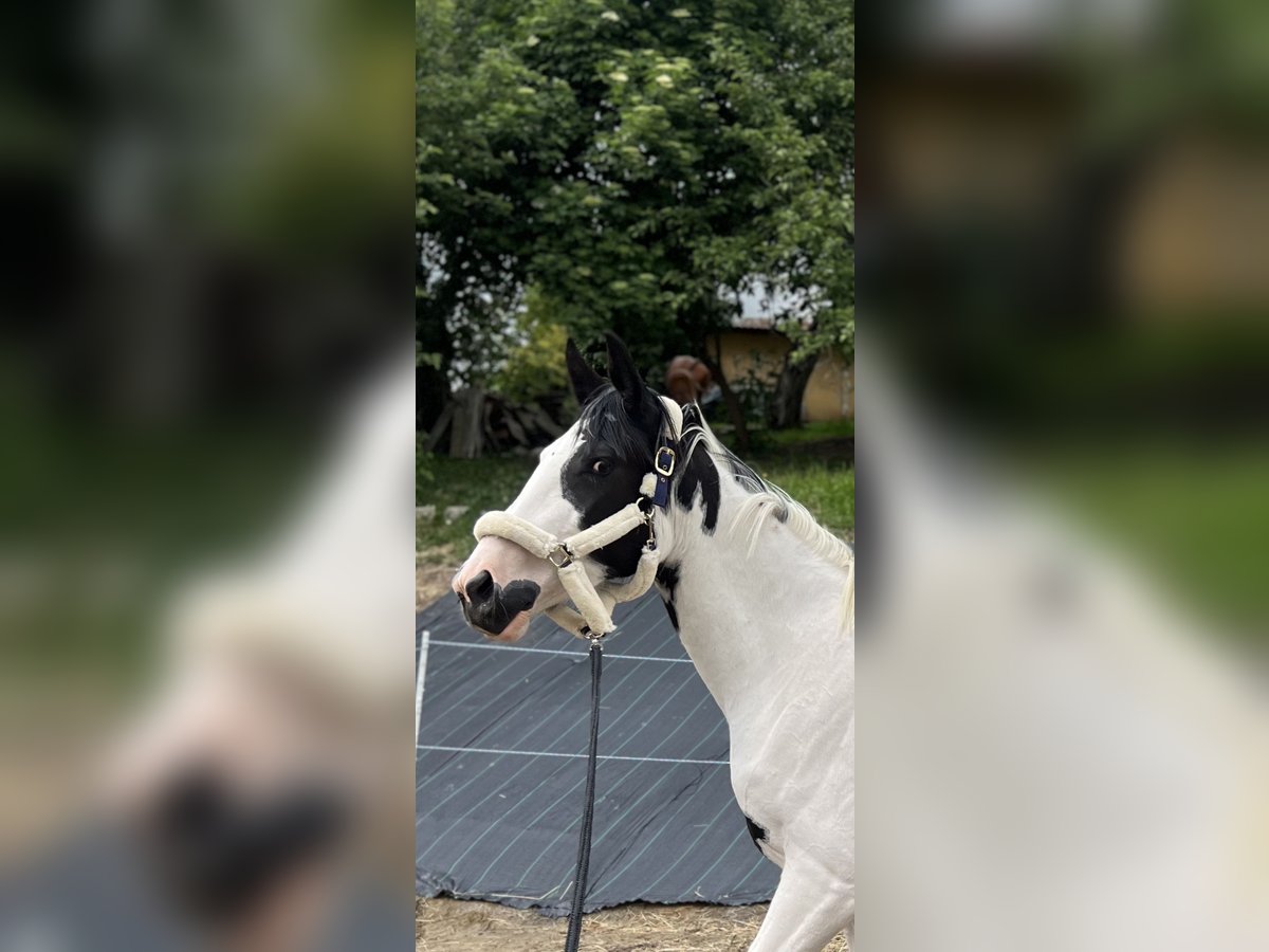Polski koń szlachetny półkrwi Klacz 3 lat 170 cm Srokata in Gr&#xF3;dek nad Dunajcem