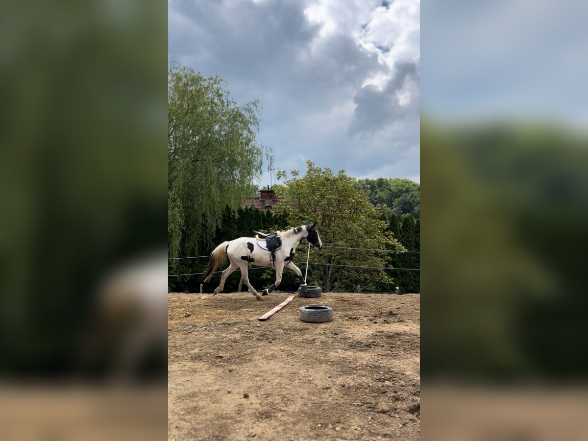 Polski koń szlachetny półkrwi Klacz 3 lat 170 cm Srokata in Gródek nad Dunajcem