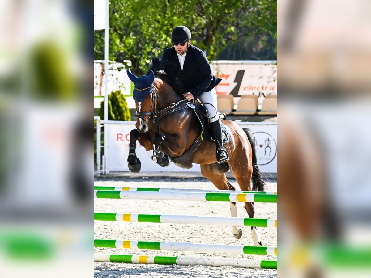 Polski koń szlachetny półkrwi Klacz 6 lat 165 cm Gniada in Racot
