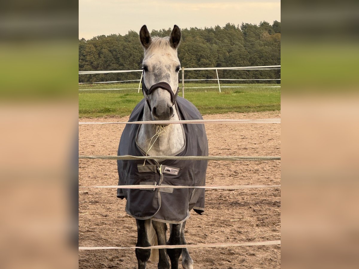 Polski koń szlachetny półkrwi Klacz 9 lat 160 cm Siwa jabłkowita in NahrendorfNahrendorf