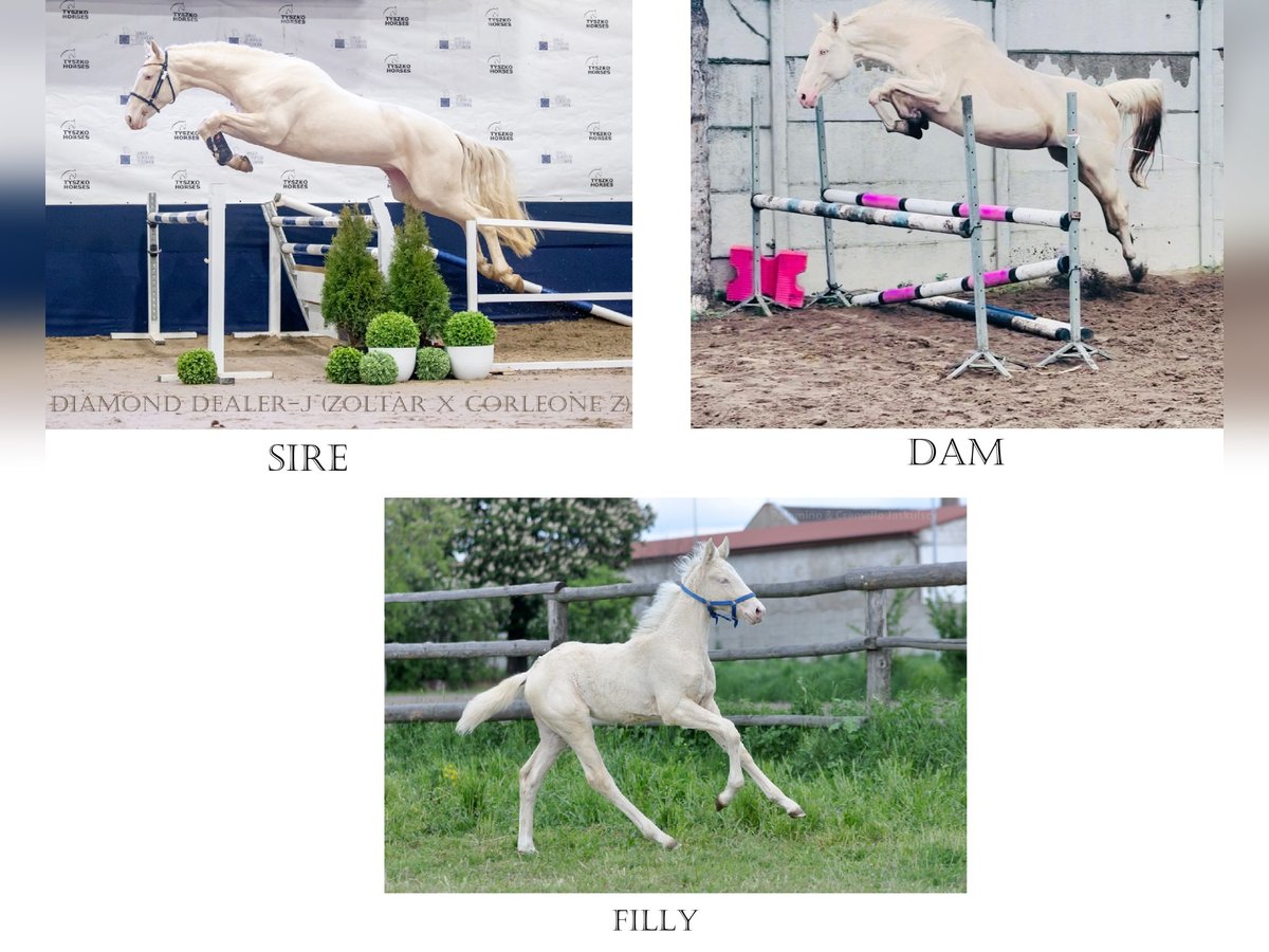 Polski koń szlachetny półkrwi Klacz  165 cm Cremello in Piecowice