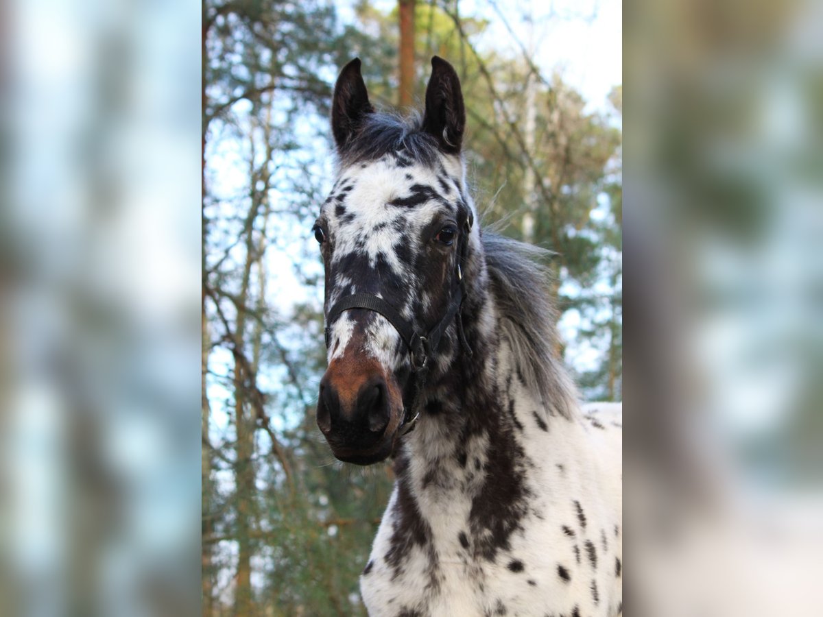 Polski koń szlachetny półkrwi Ogier 1 Rok 168 cm Tarantowata in Skaryszew