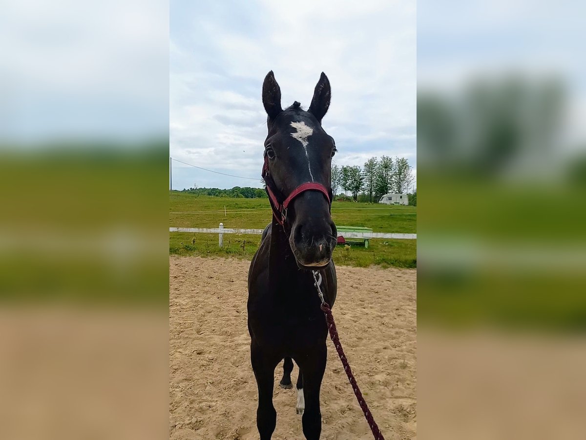 Polski koń szlachetny półkrwi Ogier 2 lat Kara in Przyby&#x142;owo