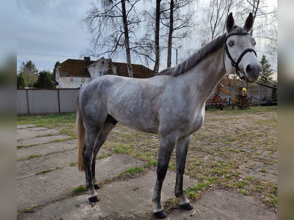Polski koń szlachetny półkrwi Ogier 4 lat 167 cm Siwa in Lękwica