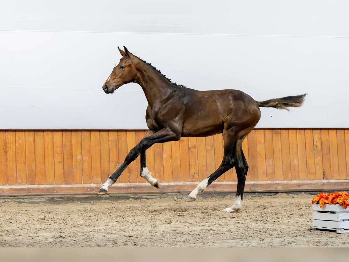 Polski koń szlachetny półkrwi Ogier Źrebak (03/2025) in Babor&#xF3;wko