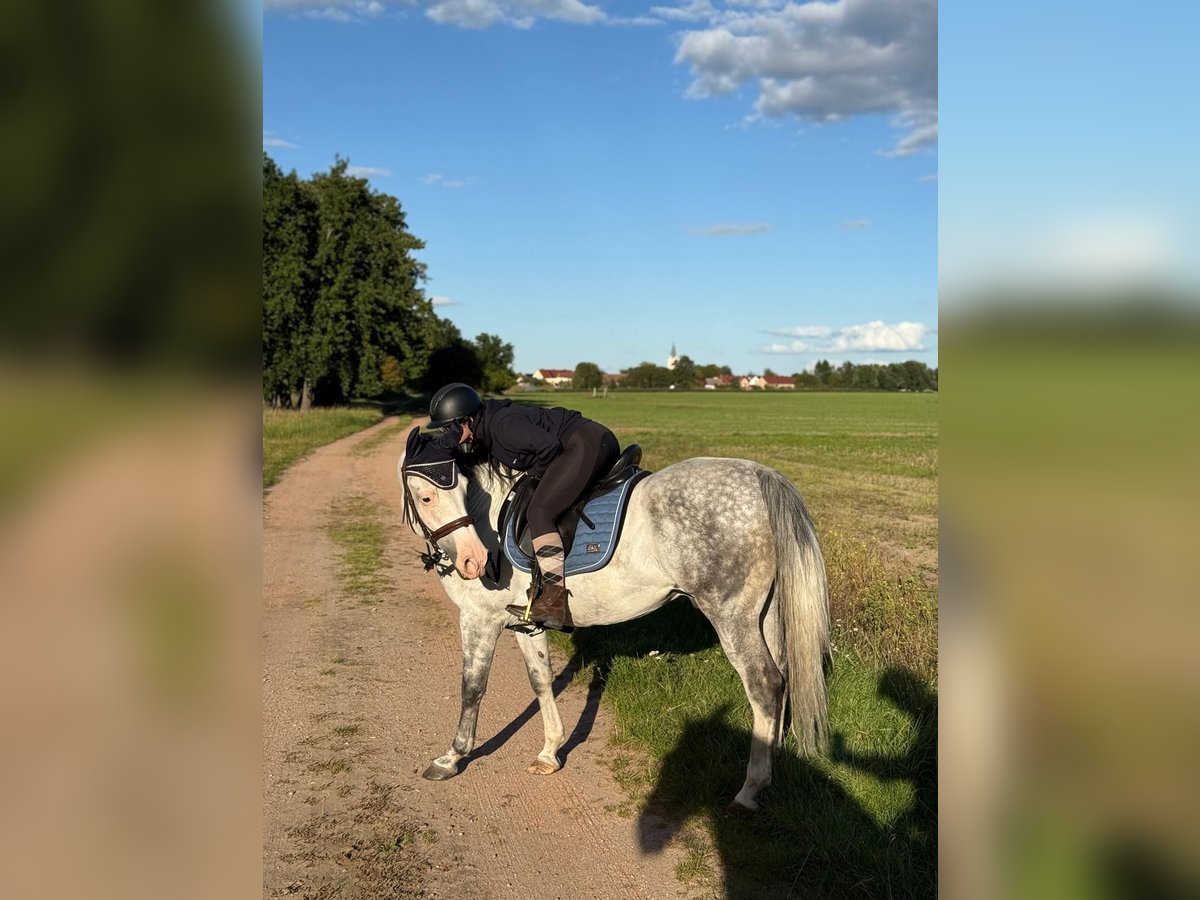 Polski koń szlachetny półkrwi Wałach 12 lat 155 cm Siwa jabłkowita in Bensdorf