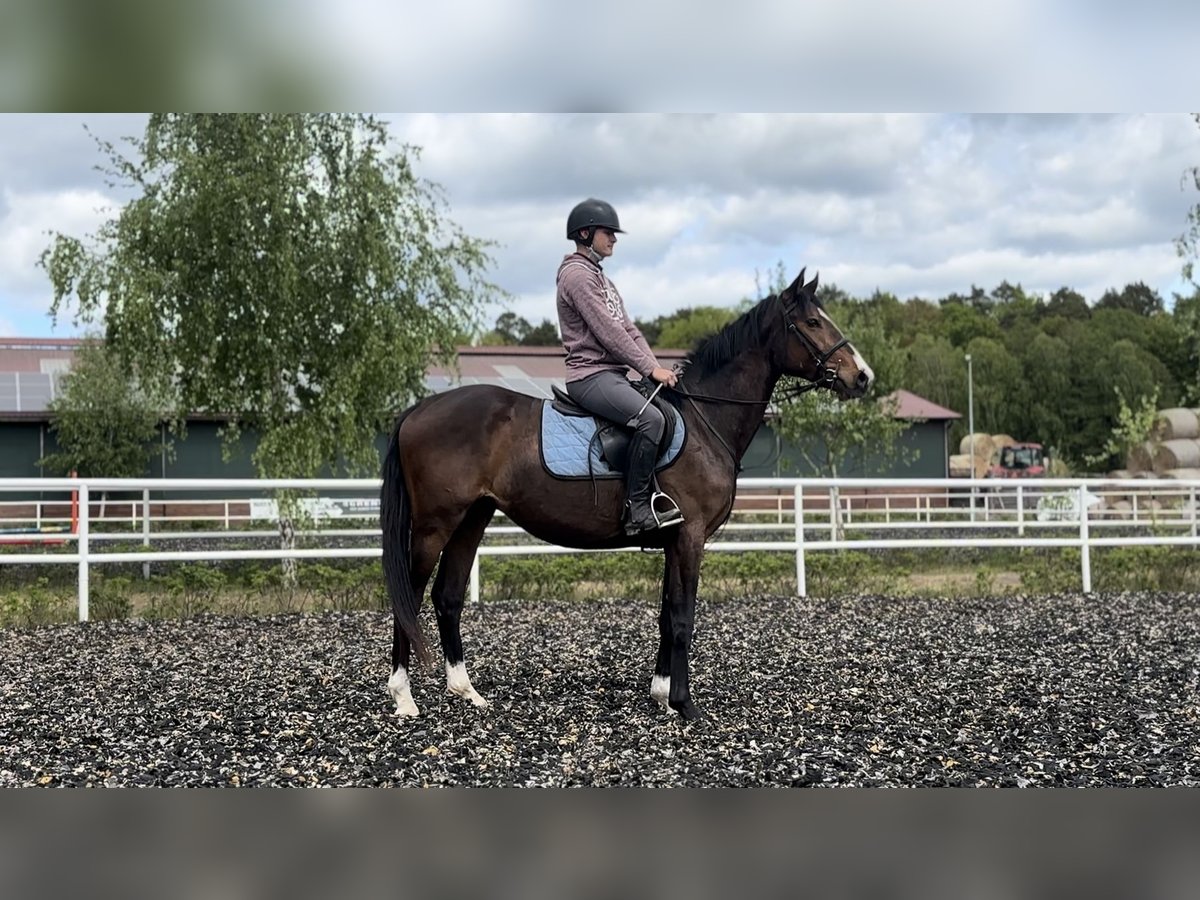 Polski koń szlachetny półkrwi Wałach 3 lat 156 cm Gniada in Strzeszyn