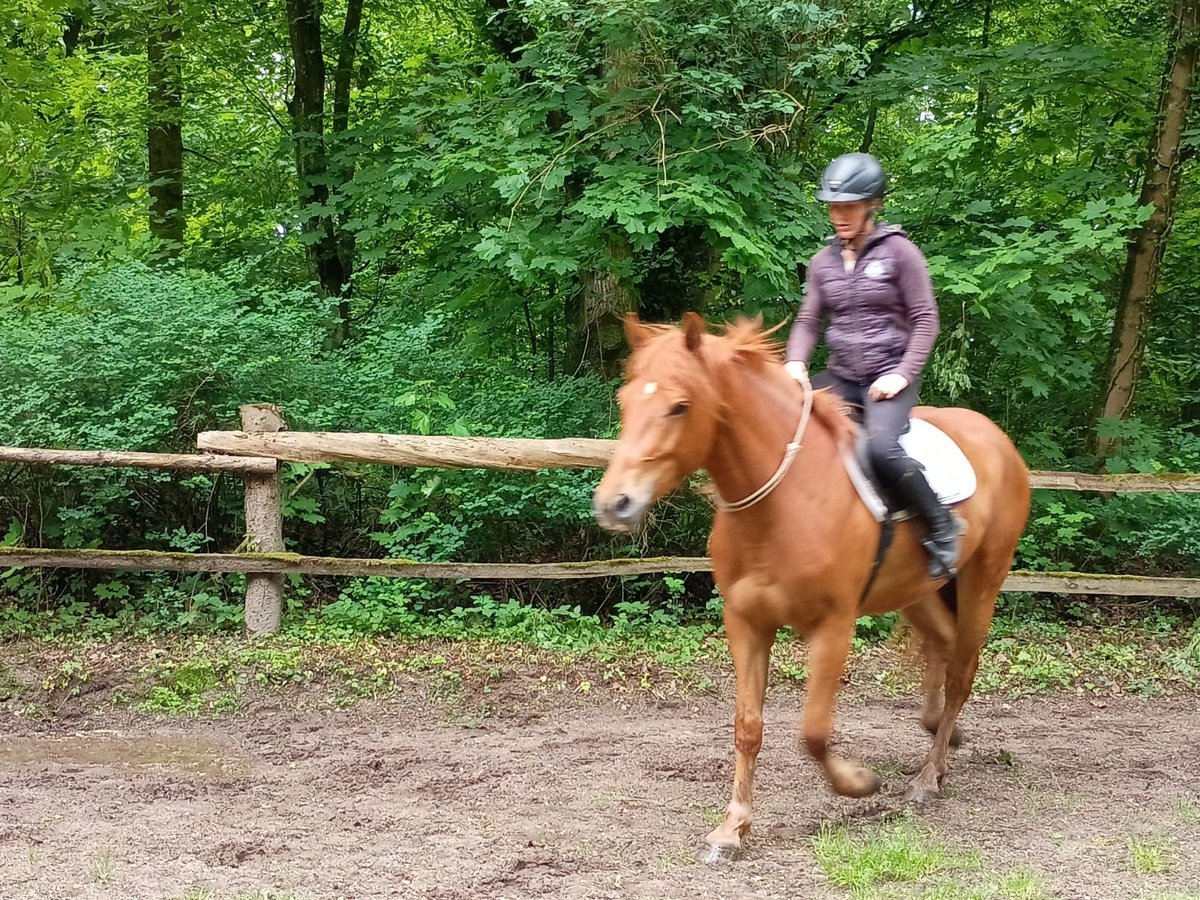 Polski koń szlachetny półkrwi Wałach 3 lat 162 cm Kasztanowata in Leszno Dolne
