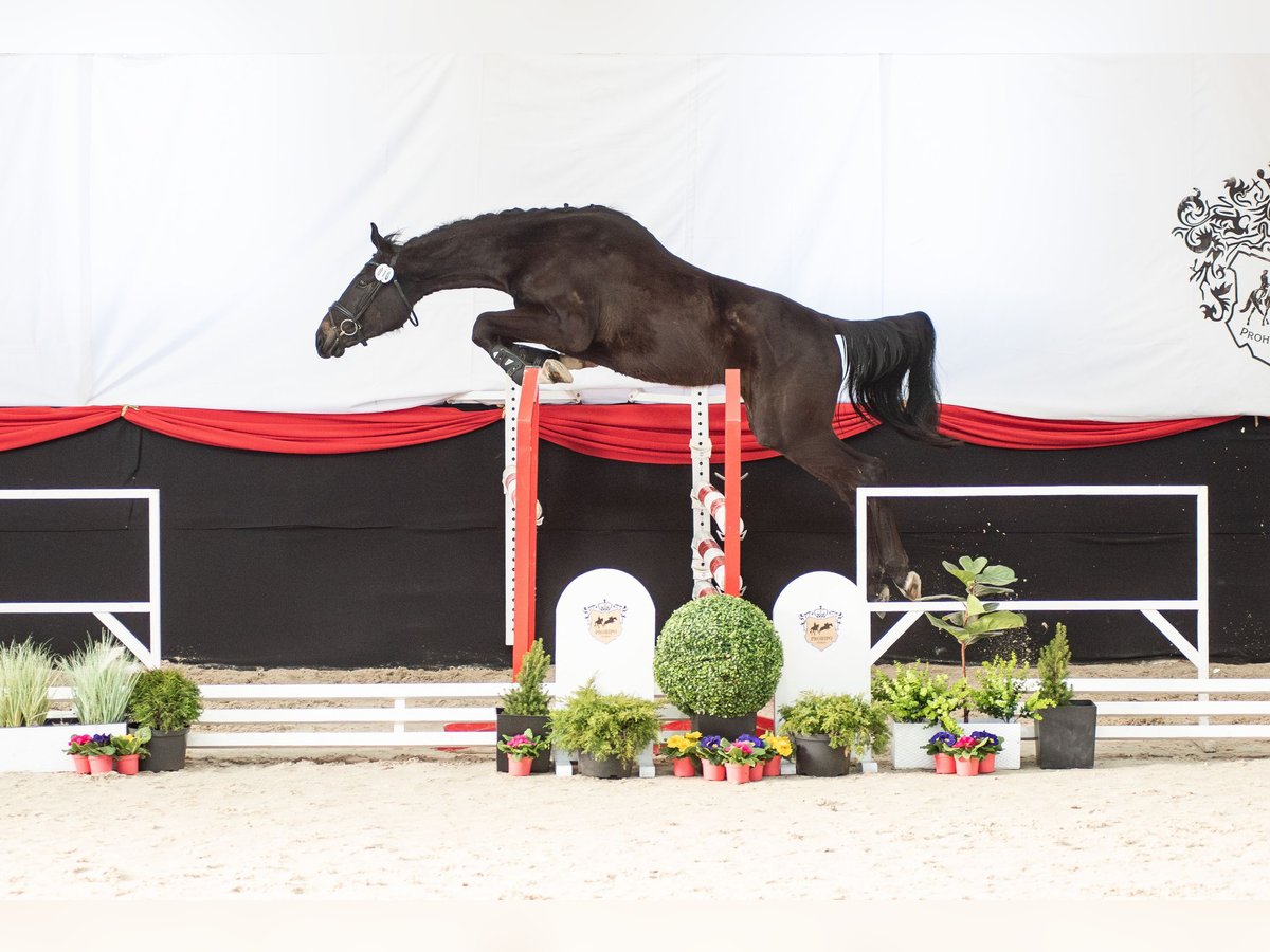 Polski koń szlachetny półkrwi Wałach 3 lat 165 cm Skarogniada in Dziemiany