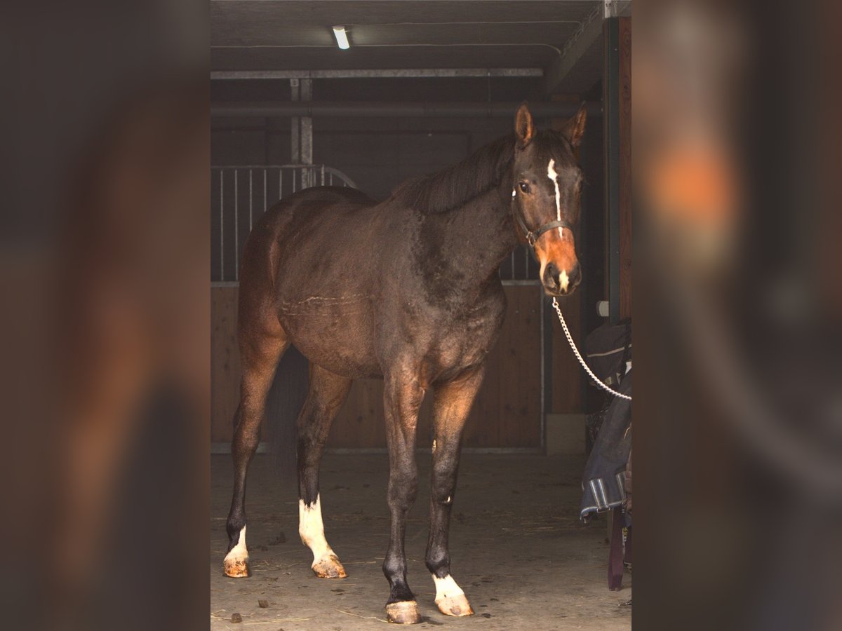 Polski koń szlachetny półkrwi Wałach 3 lat 175 cm Ciemnogniada in Toporzysko