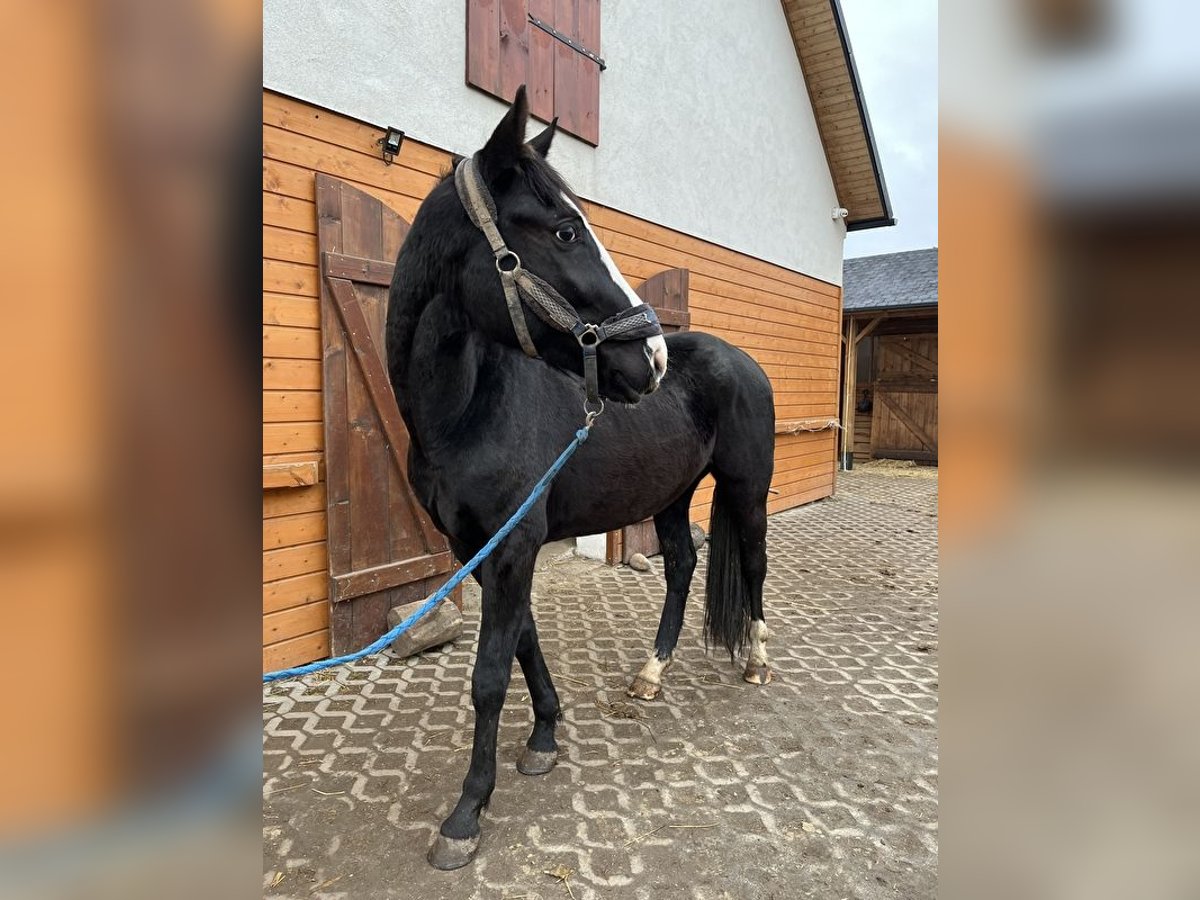 Polski koń szlachetny półkrwi Wałach 4 lat 160 cm Kara in Leszkowy