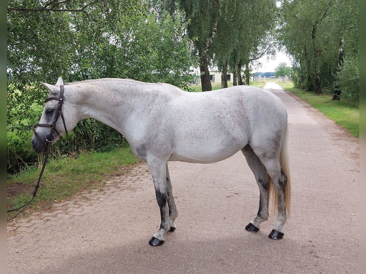 Polski koń szlachetny półkrwi Klacz 12 lat 156 cm Stalowosiwy in Syke