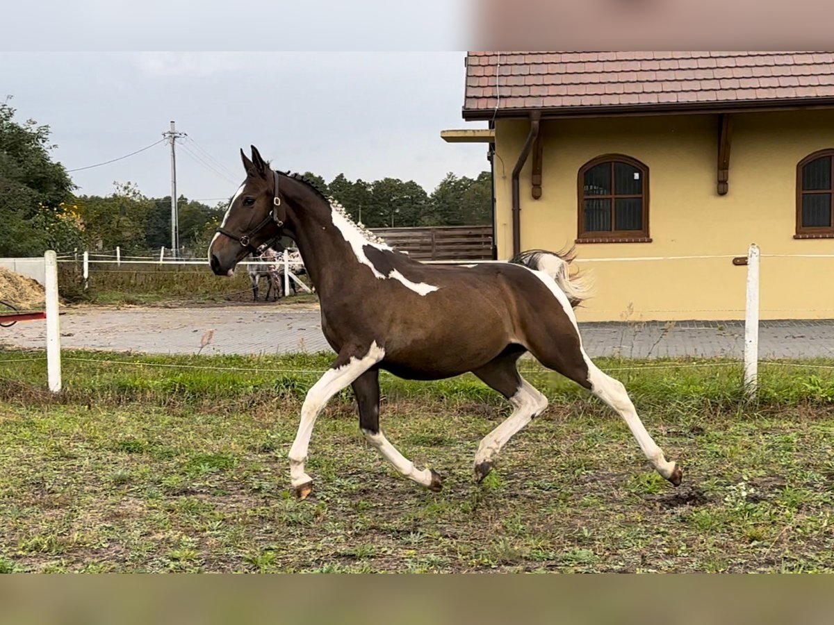 Polski koń szlachetny półkrwi Mix Ogier 2 lat 166 cm Srokata in Santok