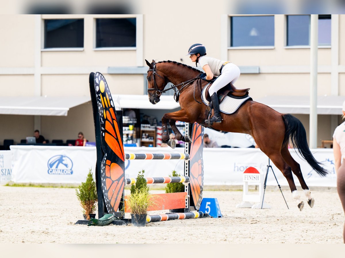 Polski koń szlachetny półkrwi Wałach 5 lat 164 cm Gniada in Łaziska Górne