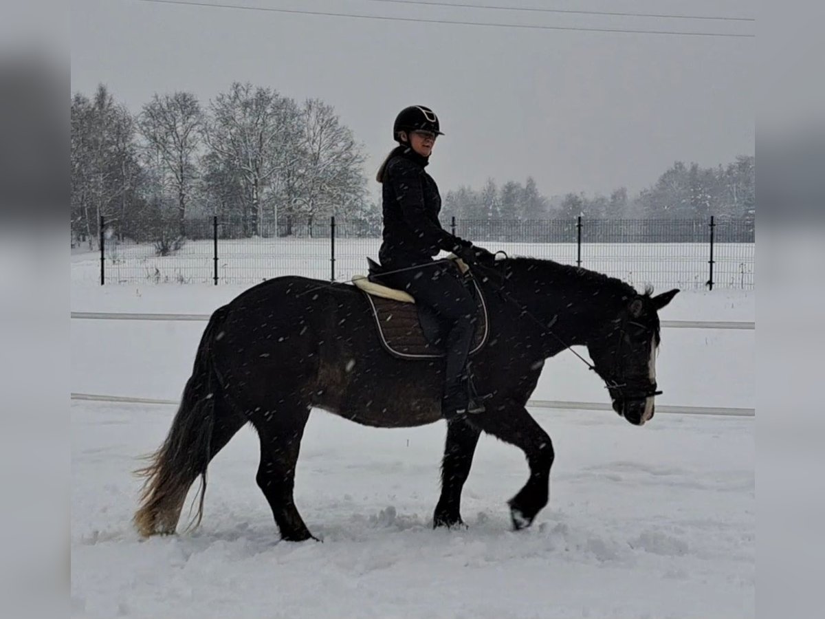 Polski koń zimnokrwisty Klacz 11 lat 156 cm Ciemnokasztanowata in Forst