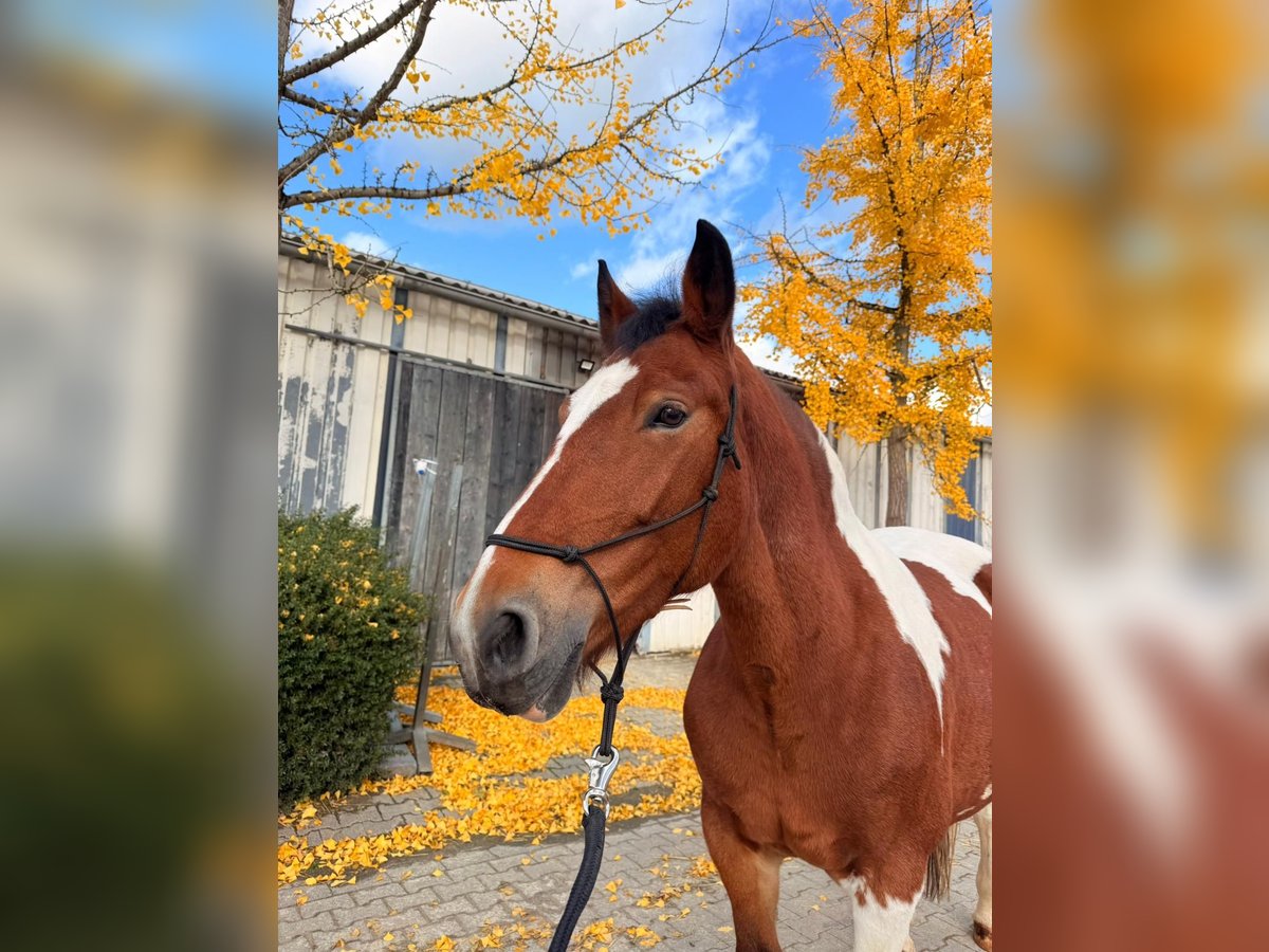 Polski koń zimnokrwisty Klacz 12 lat 155 cm Srokata in Solingen