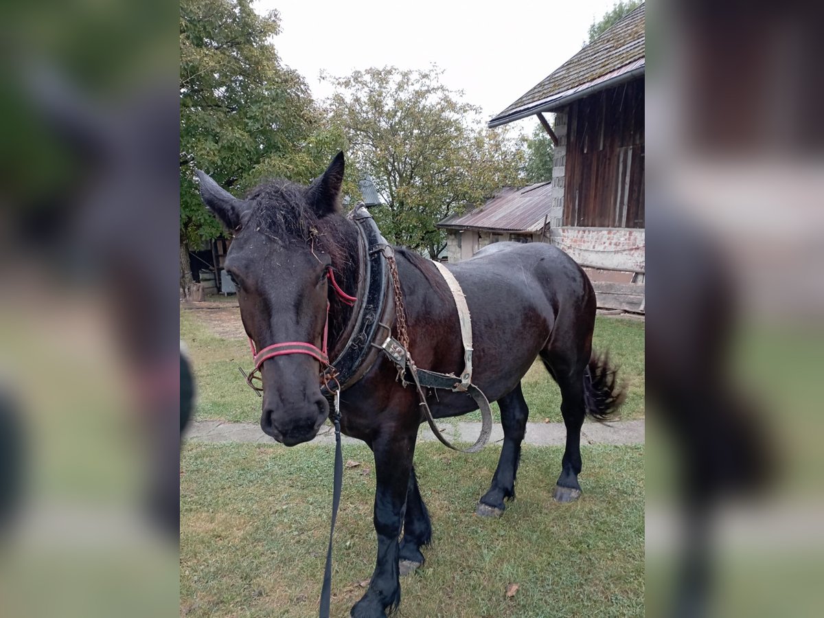 Polski koń zimnokrwisty Klacz 3 lat 157 cm Kara in Zalesie