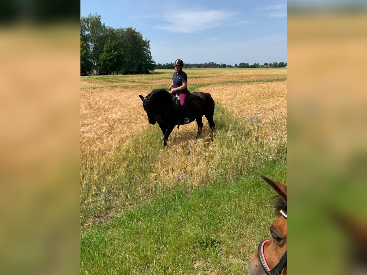 Polski koń zimnokrwisty Klacz 6 lat 150 cm Kara in S&#xFC;derholz