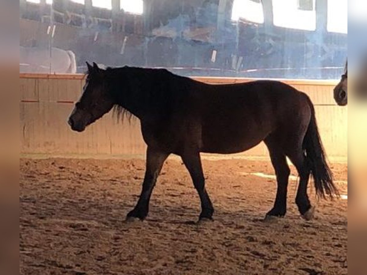 Polski koń zimnokrwisty Mix Klacz 6 lat 159 cm Gniada in Marbach am Neckar