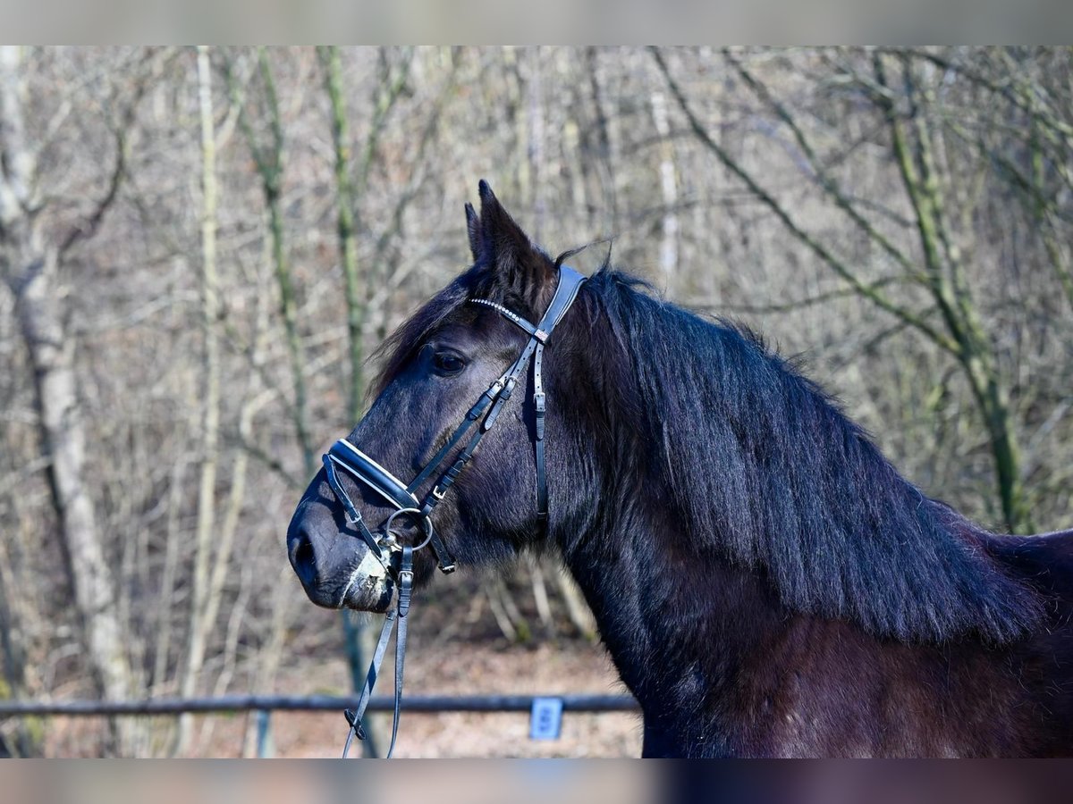 Polski koń zimnokrwisty Klacz 8 lat 162 cm Kara in Gauting