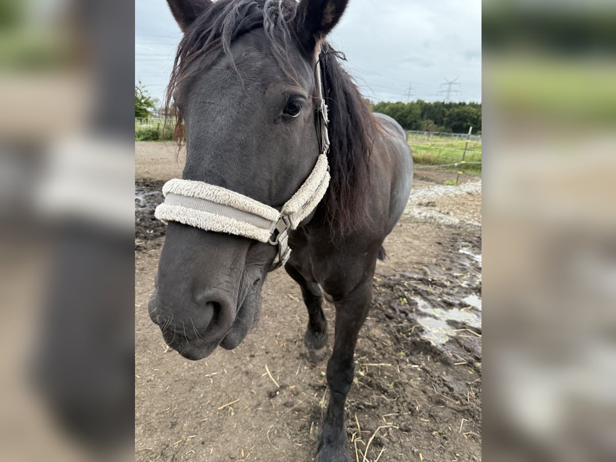 Polski koń zimnokrwisty Klacz 8 lat 165 cm Kara in F&#xFC;rstenfeldbruck