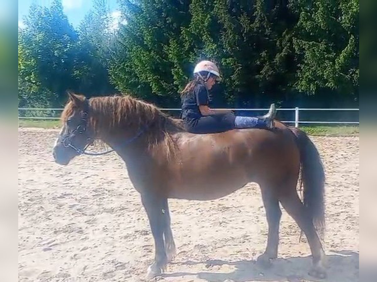 Polski koń zimnokrwisty Mix Klacz 9 lat 153 cm Ciemnokasztanowata in Forst