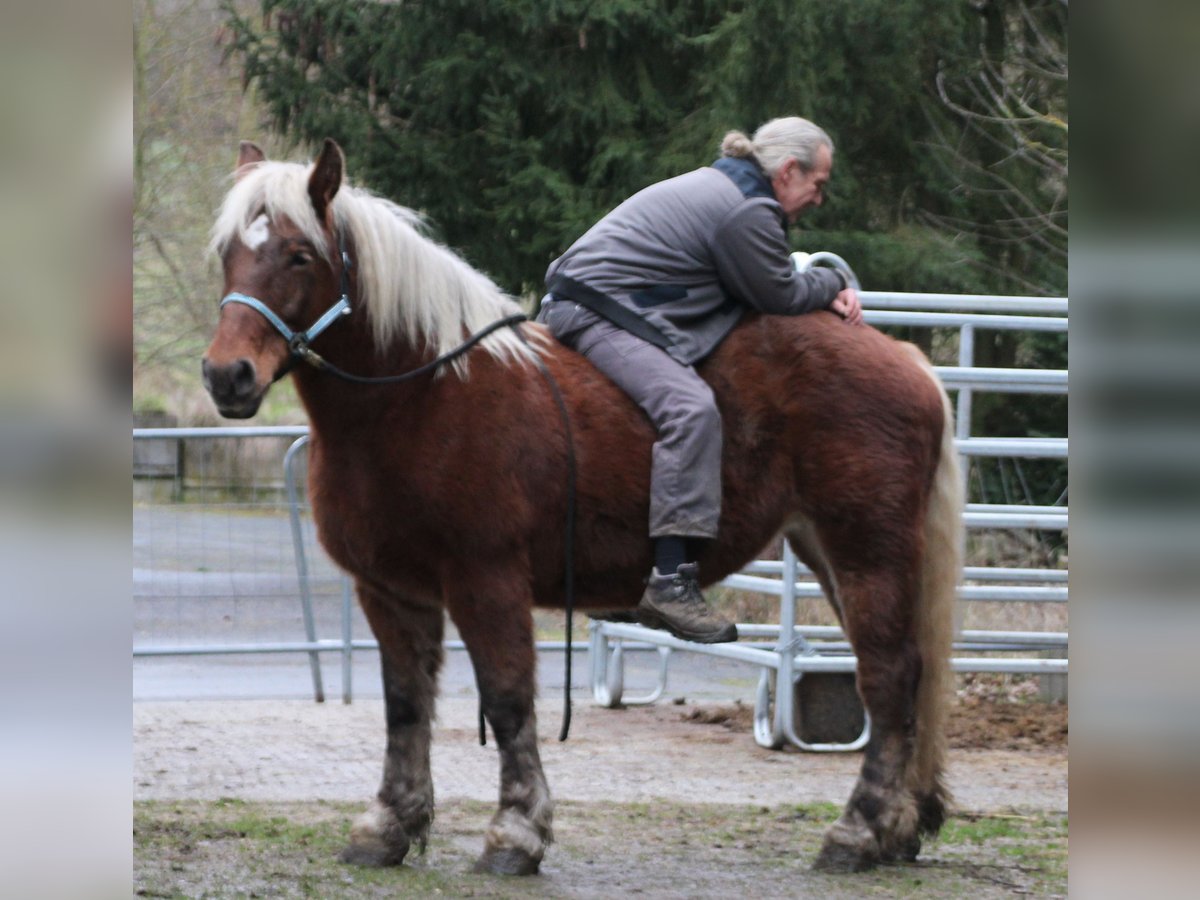 Polski koń zimnokrwisty Klacz 9 lat 157 cm Kasztanowata in Miehlen