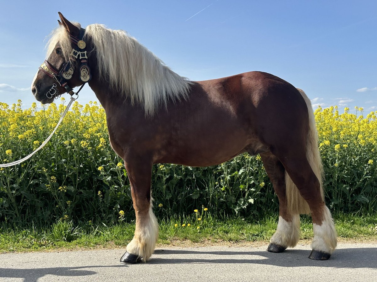 Polski koń zimnokrwisty Wałach 3 lat 171 cm Ciemnokasztanowata in Riedlingen