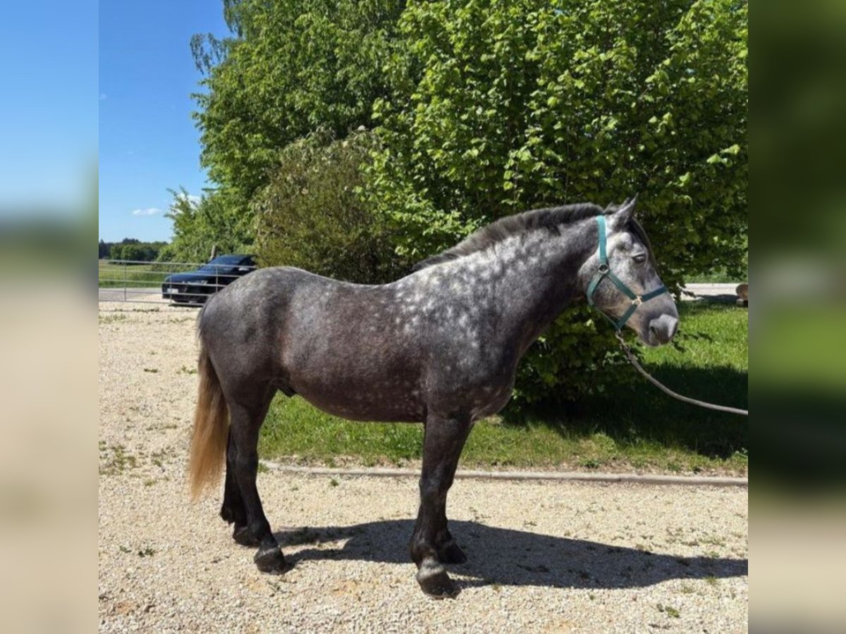 Polski koń zimnokrwisty Wałach 5 lat 162 cm Stalowosiwy in Gutenzell-H&#xFC;rbel