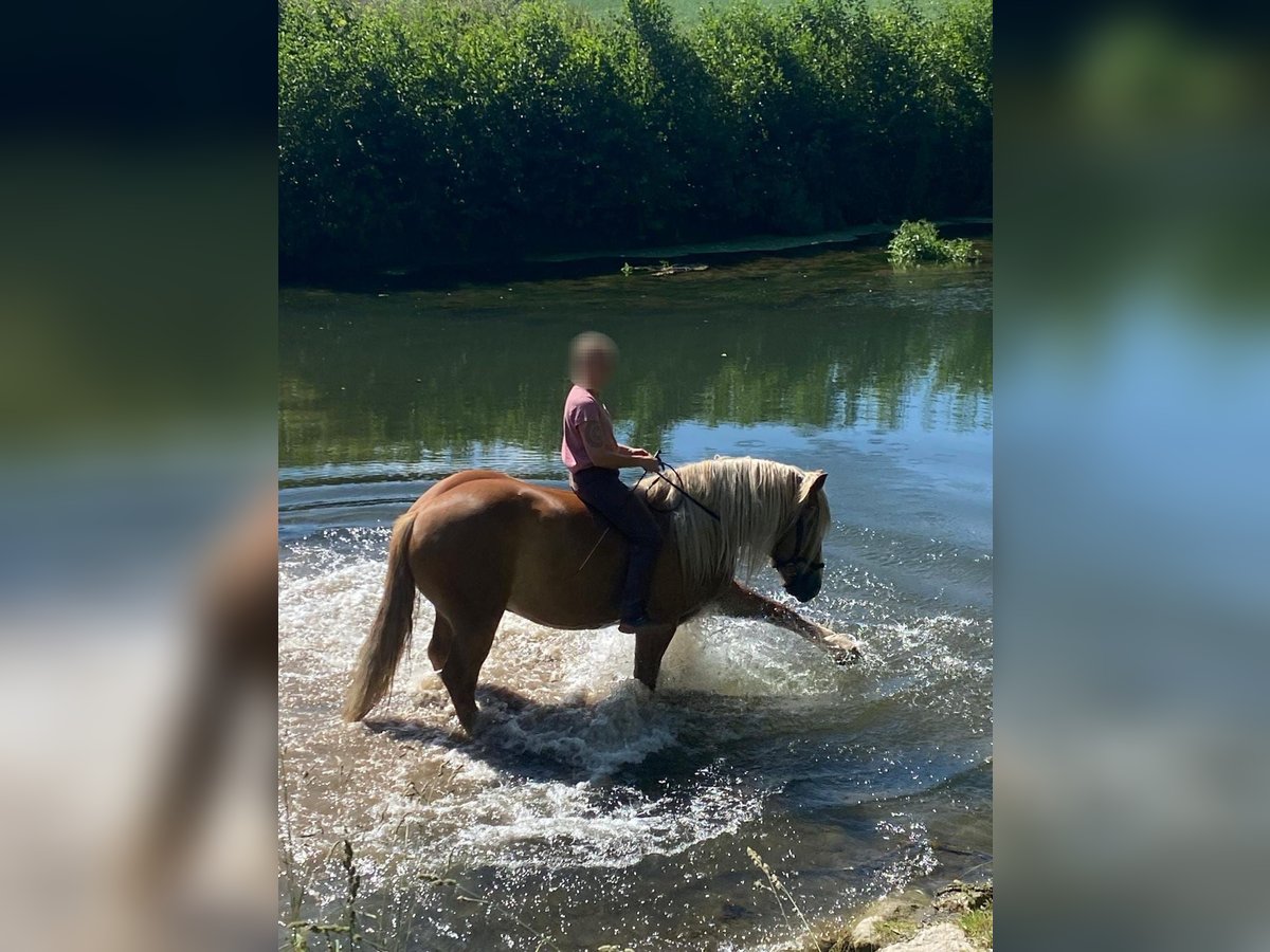 Polski koń zimnokrwisty Wałach 6 lat 155 cm Kasztanowata in Brakel