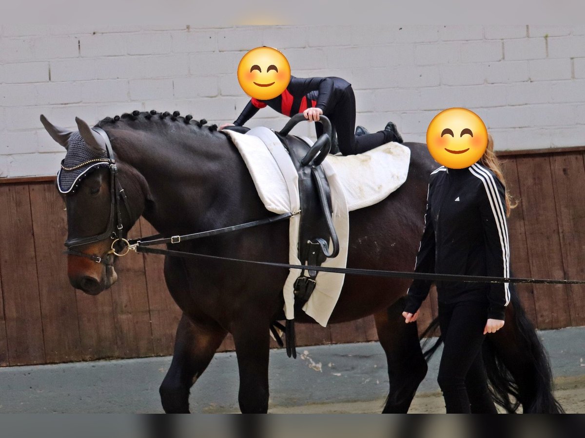 Polski koń zimnokrwisty Wałach 8 lat 160 cm Skarogniada in Berge