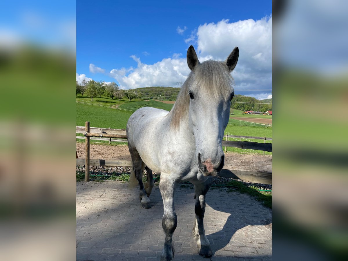 Polski koń zimnokrwisty Wałach 6 lat 172 cm Siwa in Kandern