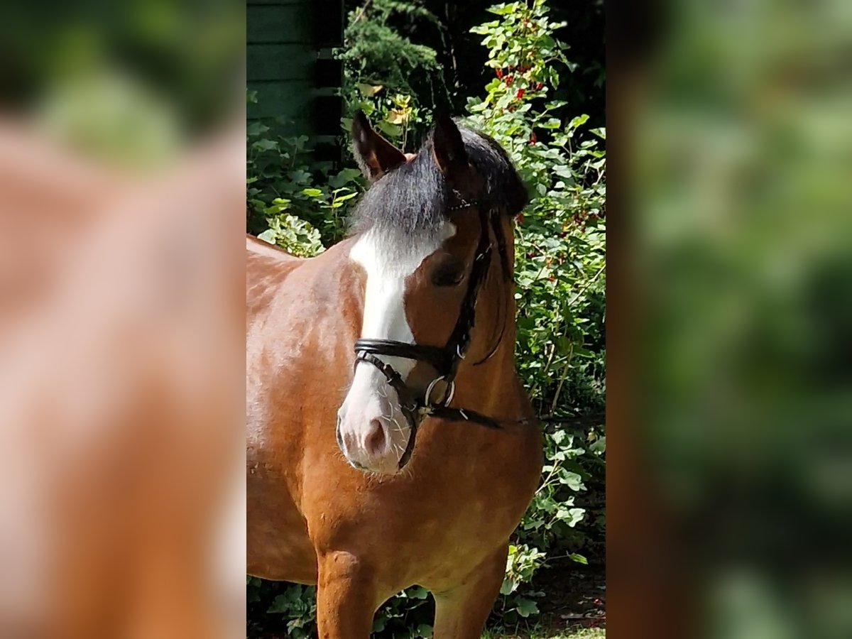 Polski kuc wierzchowy Klacz 10 lat 133 cm Gniada in Warendorf