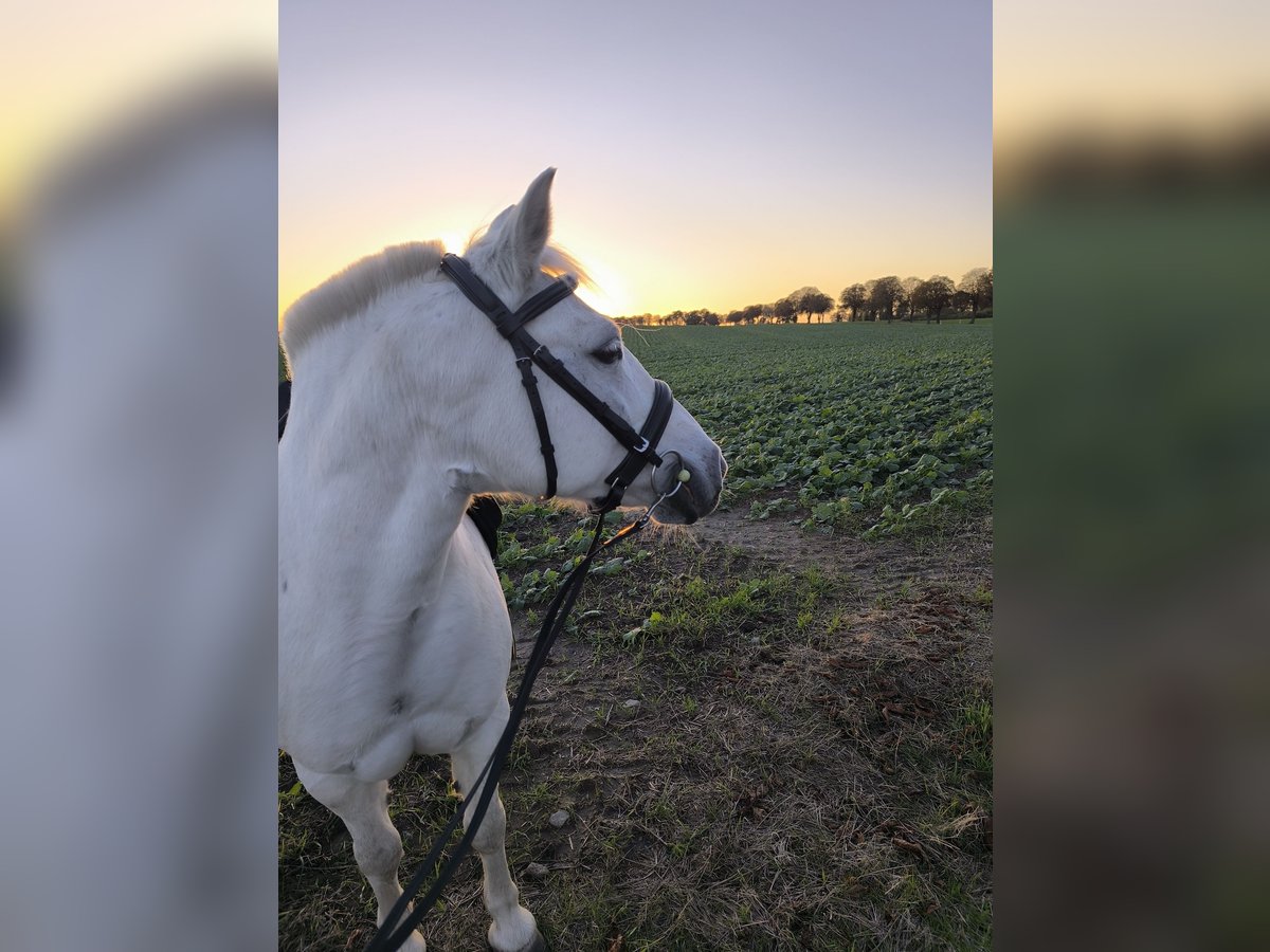 Polski kuc wierzchowy Mix Klacz 11 lat 125 cm Siwa in Rosenow