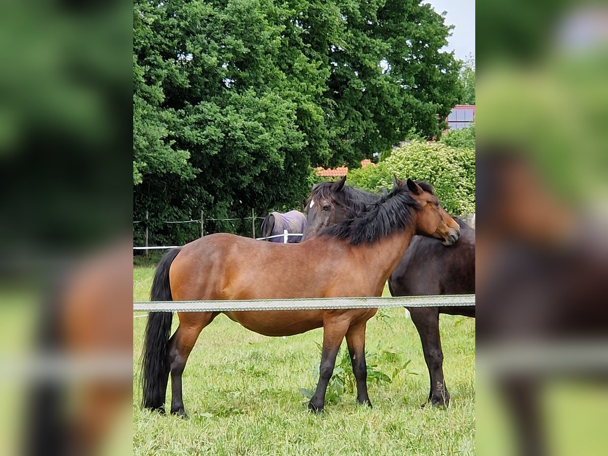 Polski kuc wierzchowy Klacz 11 lat 147 cm Gniada in Harsefeld