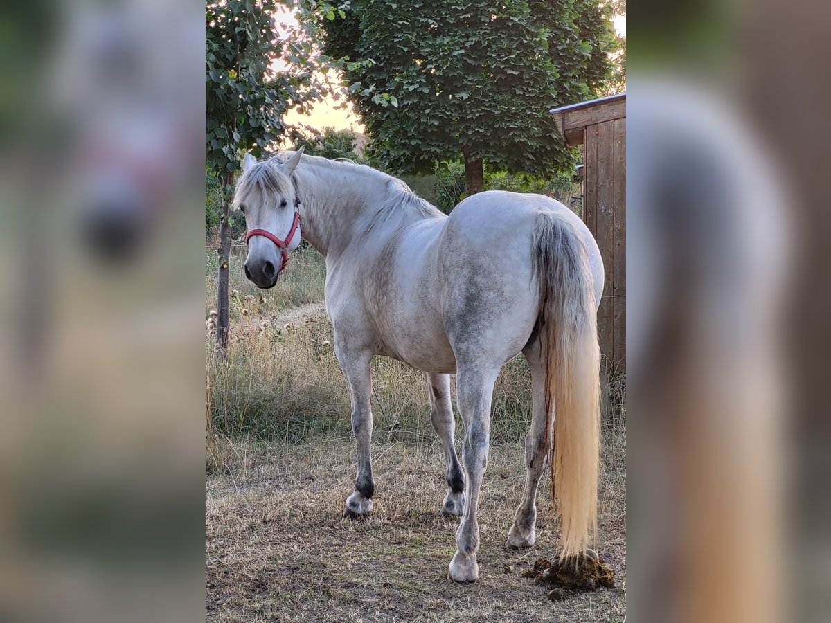 Polski kuc wierzchowy Klacz 11 lat 150 cm Siwa jabłkowita in Gerbstedt