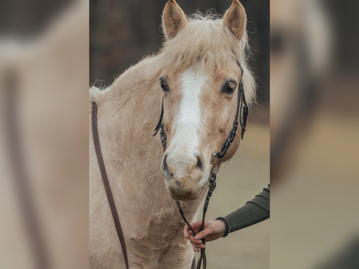 Polski kuc wierzchowy Wałach 13 lat 133 cm in Eichstätt